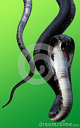 3d King Cobra Black Snake The world`s longest venomous snake on green background, King cobra snake Cartoon Illustration