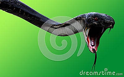 3d King Cobra Black Snake The world`s longest venomous snake isolated on green background Cartoon Illustration