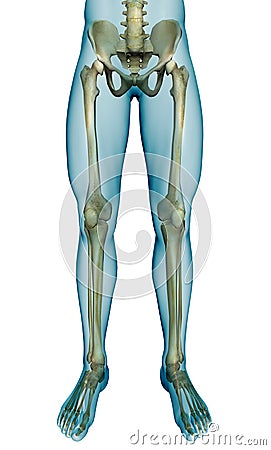3d medical male skeleton Stock Photo