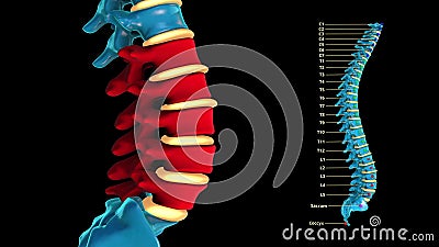 The Human Spinal Column -blue Metal- Lumbar Spine Stock Footage - Video of  cartilage, comparative: 182764284