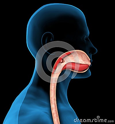 3d Mouth and esophagus Stock Photo