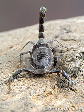 D97 P1010081 Juvenile Arabian fat-tail scorpion, Androctonus crassicauda copyright ernie cooper 2019 Stock Photo