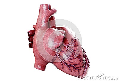 3d realistic Anatomy of Human Heart isolated on white, 3d render Stock Photo