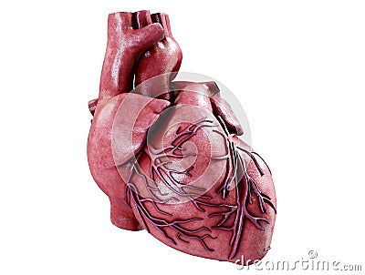 3d realistic Anatomy of Human Heart isolated on white, 3d render Stock Photo