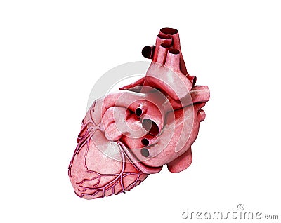 3d realistic Anatomy of Human Heart isolated on white, 3d render Stock Photo