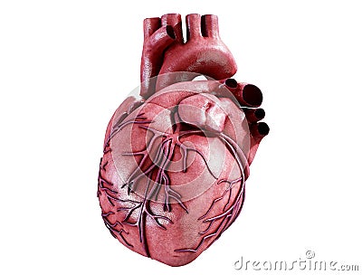 3d realistic Anatomy of Human Heart isolated on white, 3d render Stock Photo