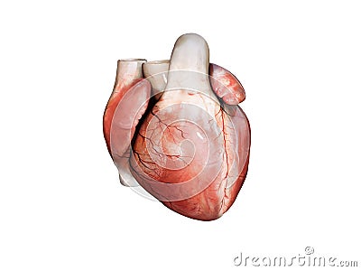 3d realistic Anatomy of Human Heart isolated on white, 3d render Cartoon Illustration