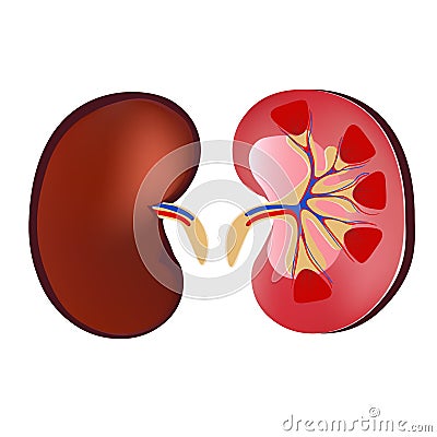 3D Realistic anatomy vector kidney, normal kidney. Anatomy human. Medicine concpet, vecotor illustration isolated on Vector Illustration
