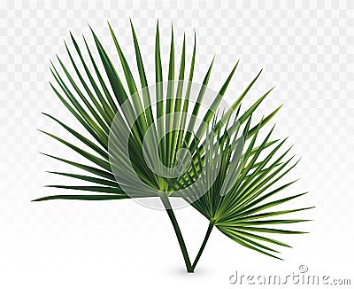 3d realistic green palm leaves. Tropical palm leaves isolated on transparent background. Leaves close up. Vector Vector Illustration