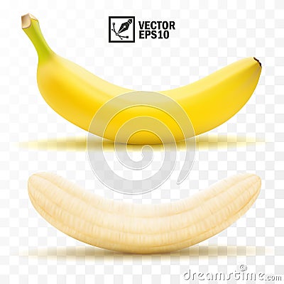 3d realistic isolated vector peeled and whole banana fruit Vector Illustration