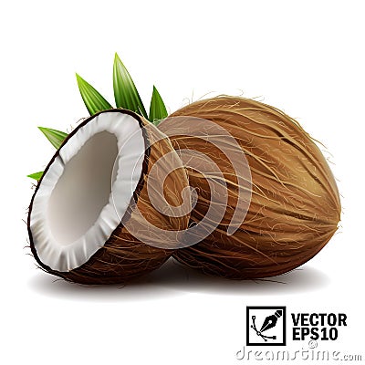 3D realistic isolated vector set of whole coconut, coconut halves and palm leaves Vector Illustration