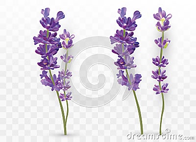3D realistic lavender isolated on transparent background. Beautiful violet flowers. Fragrant bunch lavender. Fresh cut Vector Illustration
