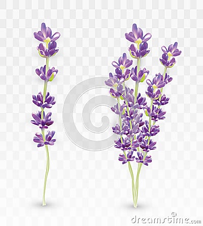 3D realistic lavender isolated on transparent background. Beautiful violet flowers. Fragrant bunch lavender. Fresh cut Vector Illustration