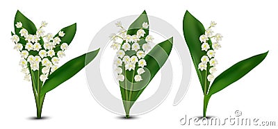 3d realistic Lilly of the valley flowers. Fragrant lily of the valley on white background. Bunch flower. Set vector Vector Illustration