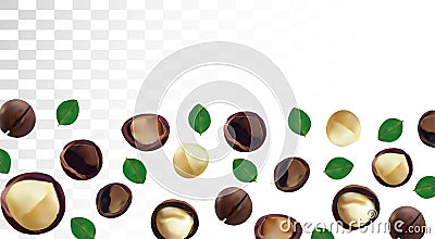 3D realistic macadamia nut isolated on transparent background. Shelled and unshelled Macadamia nuts with green leaf Vector Illustration