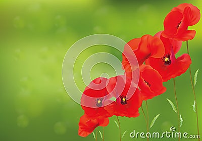 3D realistic red poppies with green leaf. Banner. Summer flowers. Landscape red poppies.Vector illustration. Vector Illustration