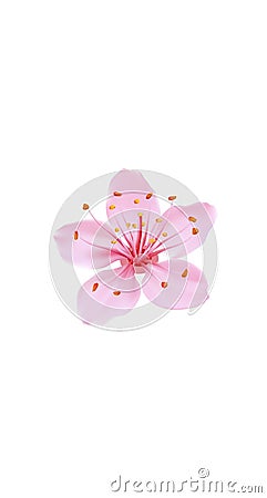 3D realistic romantic sakura cherry flower social media cover. Highlights stories isolated white background template Vector Illustration