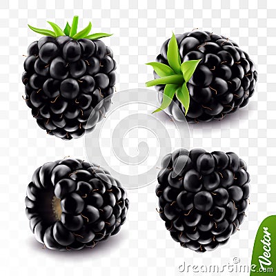 3d realistic vector berries, fresh blackberry fruit with stem isolated Stock Photo