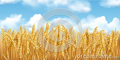 3D realistic vector gold wheat field and blue sky with clowds Vector Illustration