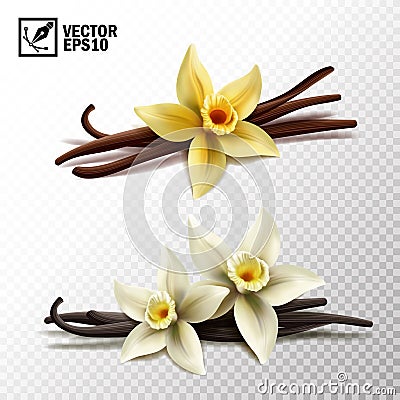 3d realistic vector isolated vanilla sticks and vanilla flowers in yellow and white Vector Illustration