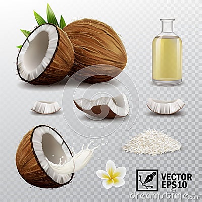 3d realistic vector set of elements whole coconut, half coconut, coconut chips, splash coconut milk or oil, coconut chips, Vector Illustration