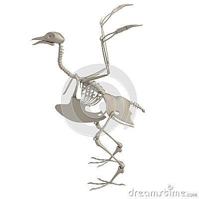 3d render of bird skeleton Stock Photo