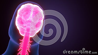 3d render of brain anatomy Stock Photo