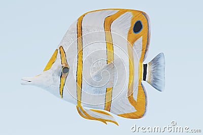 3d Render of Copperband Butterflyfish Stock Photo