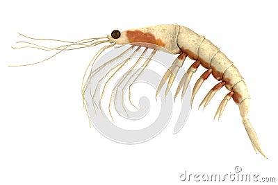 3d render of crustacean - krill Stock Photo