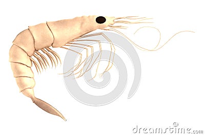 3d render of crustacean - shrimp Stock Photo