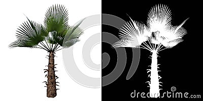 Front view of Plant Trachycarpus fortunei Chinese windmill palm 1 Tree png with alpha channel to cutout made with 3D render Cartoon Illustration