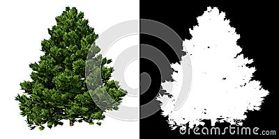 Front view of Plant Chamaecyparis obtusa Dwarf Hinoki Cypress - 1 Tree png with alpha channel to cutout made with 3D render Cartoon Illustration