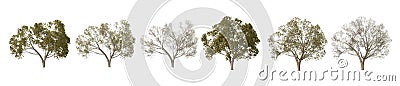 Different Season Trees On White Background Stock Photo