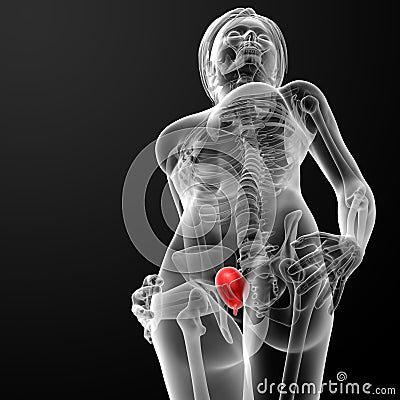 3d render female bladder anatomy x-ray Stock Photo