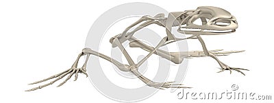 3d render of frog skeleton Stock Photo