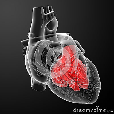 3d render Heart atrium Stock Photo