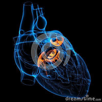 3d render Heart valve Stock Photo