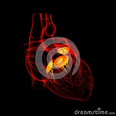 3d render Heart valve Stock Photo