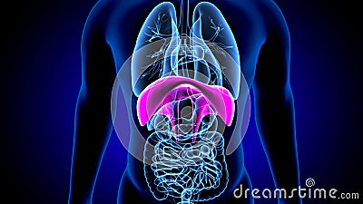 3d render of human anatomy, the thoracic diaphragm, or simply the diaphragm is a sheet of internal skeletal Stock Photo