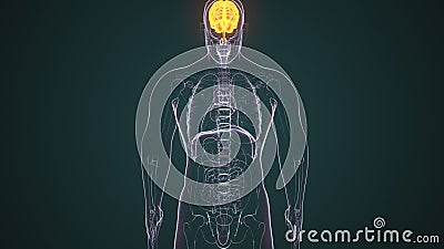 3d render of human body brain anatomy Stock Photo