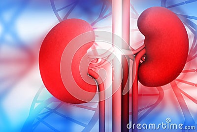 Human kidney with DNA Stock Photo