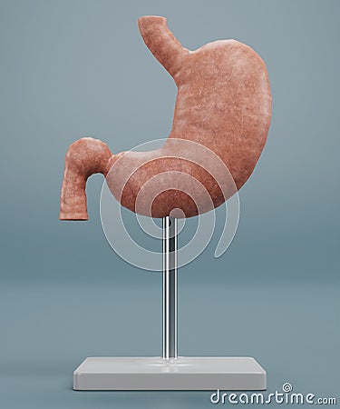 3D Render of Human Stomach Model Stock Photo
