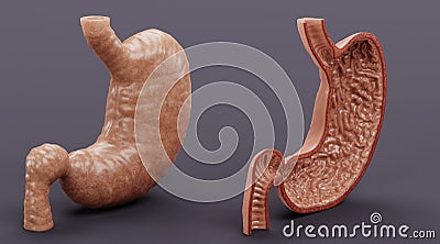 3D Render of Human Stomach Stock Photo