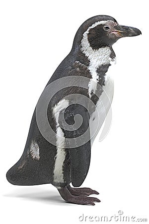 3D Render of Humboldt Penguin Stock Photo