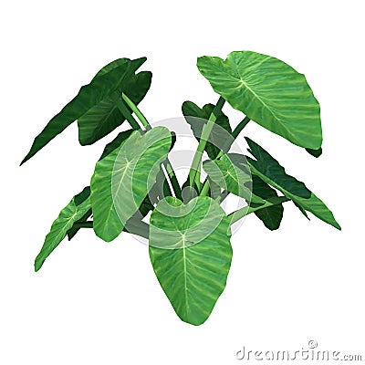 Front view of Plant Taro Colocasia Esculenta Tree white background 3D Rendering Ilustracion 3D Cartoon Illustration