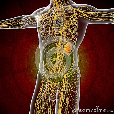 3d render illustration of the male lymphatic system Cartoon Illustration
