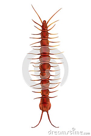 3d render of lithobius forficatus Stock Photo