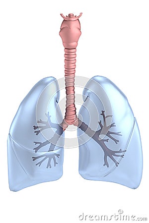 3d render of lungs Stock Photo
