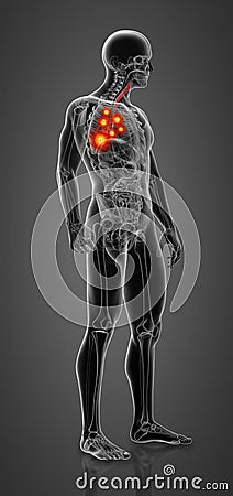 3D rendering illustration of bronchi Stock Photo