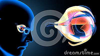 3d render of male human body eye anatomy. Stock Photo